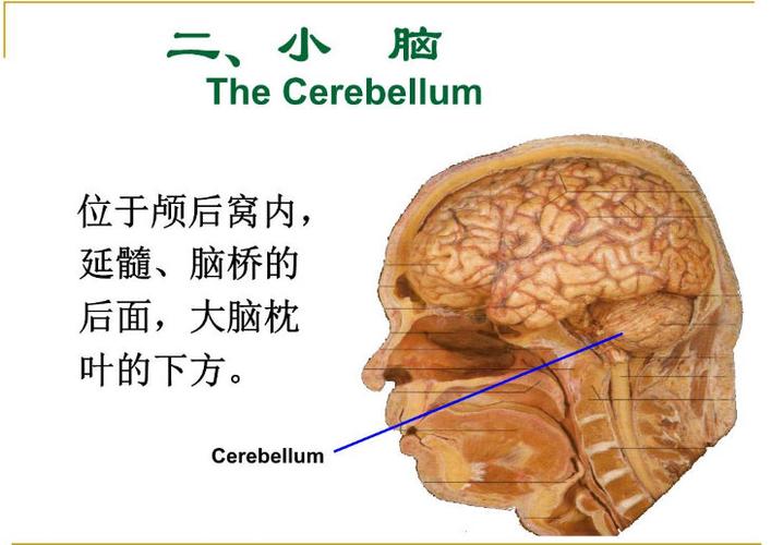 2025新澳门正版免费正题175和送小脑萎缩儿子高考与小脑萎缩能上学吗