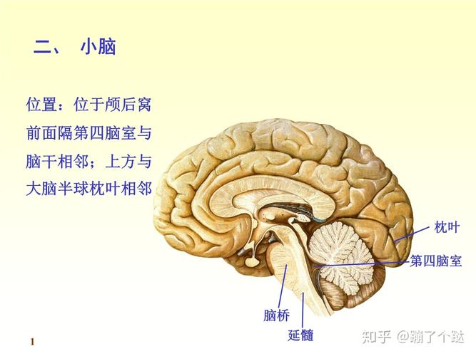 117731.cσm查询澳彩开奖号码和送小脑萎缩儿子高考与小脑萎缩能上学吗
