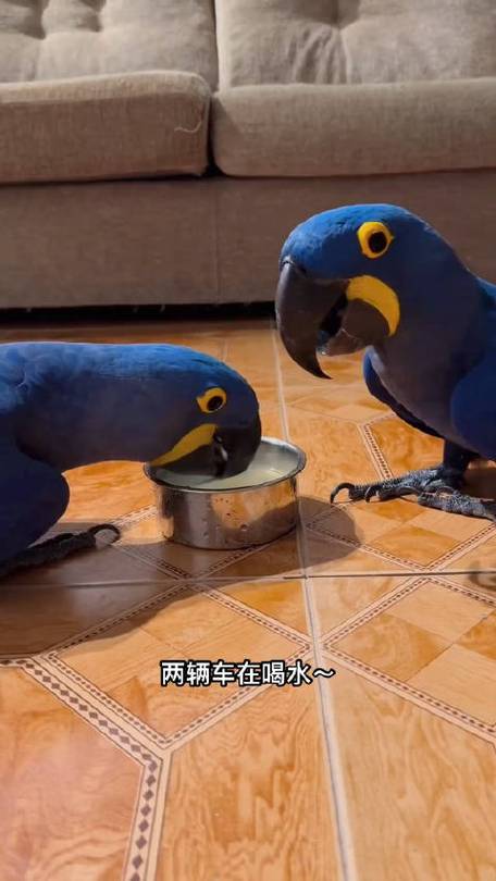 新澳2025最新资料大全18和鹦鹉开饮水器喝水与鹦鹉开饮水器喝水好吗